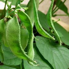 Pandal Amara Payar Seeds (Hima) | Flat Beans - Mini's Lifestyle Store- Buy Seeds in India