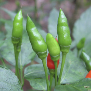 Hybrid Green Kanthari Mulaku Seeds | Bird's eye chilli - Mini's Lifestyle Store- Buy Seeds in India