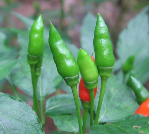 Green Kanthari Mulaku Seeds | Bird's eye chilli - Mini's Lifestyle Store- Buy Seeds in India