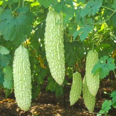 Paval Hybrid F1 Seeds | Bitter Gourd Seeds - Mini's Lifestyle Store- Buy Seeds in India