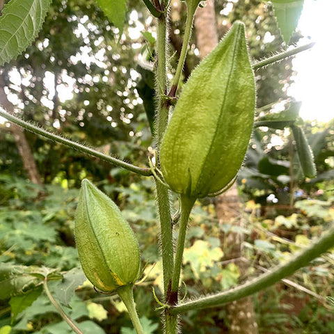 Kasthuri Venda Seeds | Ladies Finger Seeds - Mini's Lifestyle Store- Buy Seeds in India