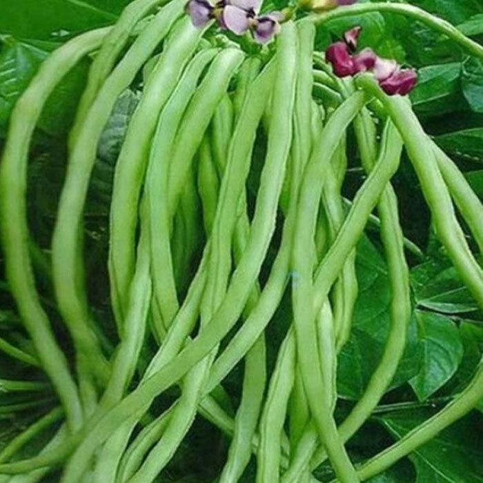 Improved Cowpea