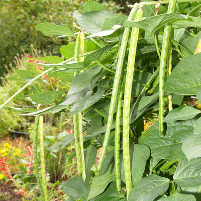 Green Kutti Payar Seeds ( Bhagyalakshmi ) - Mini's Lifestyle Store- Buy Seeds in India
