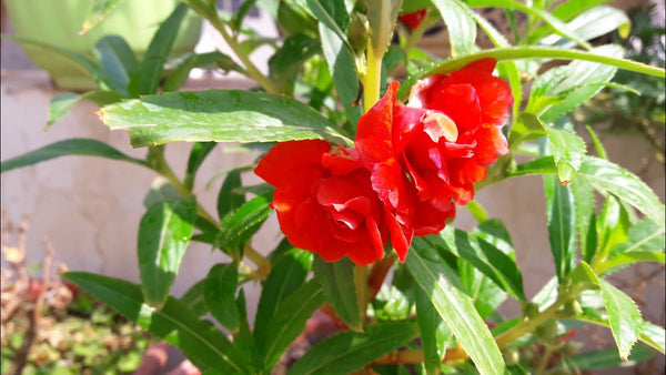 Balsam Red Flower Seeds - Mini's Lifestyle Store- Buy Seeds in India