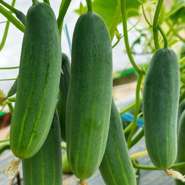 Salad Cucumber Seeds (Subra) - Mini's Lifestyle Store- Buy Seeds in India