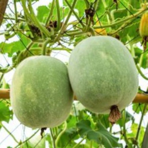 Nai Kumbalam Vegetable Seeds | Ash Gourd - Mini's Lifestyle Store- Buy Seeds in India