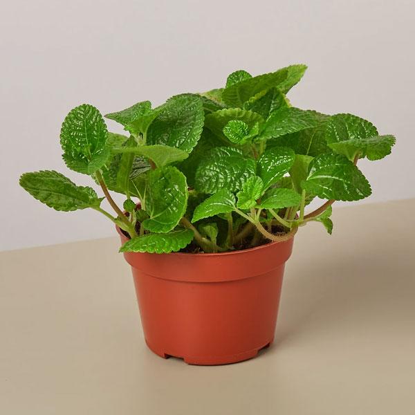 Creeping Charlie Plant - Mini's Lifestyle Store- Buy Seeds in India