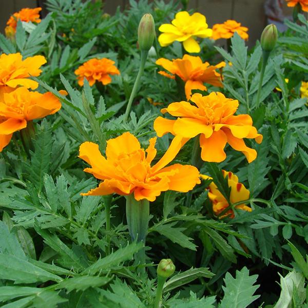 Marigold Flower Seeds ( Bhendi )