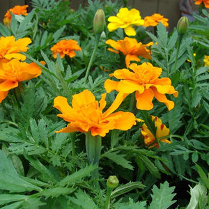 Marigold Flower Seeds ( Bhendi )