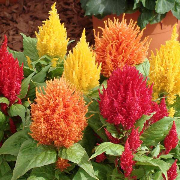 Celosia plumosa Mixed Colors - Flower Seeds - Mini's Lifestyle Store- Buy Seeds in India