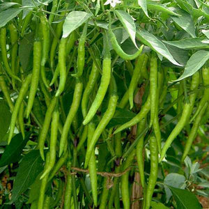 Kashmiri Mulaku | Kashmiri Chilli Seeds - Mini's Lifestyle Store- Buy Seeds in India