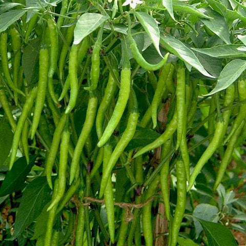 Kashmiri Mulaku | Kashmiri Chilli Seeds - Mini's Lifestyle Store- Buy Seeds in India