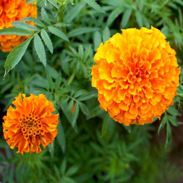 Marigold ( Bhendi ) | Orange Dwarf Double - Flower Seeds - Mini's Lifestyle Store- Buy Seeds in India