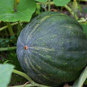 Mathan Seeds | Pumpkin - Mini's Lifestyle Store- Buy Seeds in India