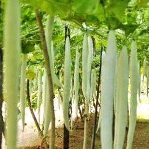 Paloor Padavalam Seeds | Snake Gourd - Mini's Lifestyle Store- Buy Seeds in India