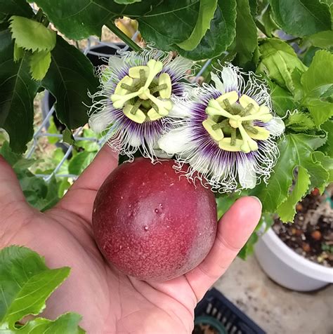 Red Passion Fruit Seeds - Mini's Lifestyle Store- Buy Seeds in India