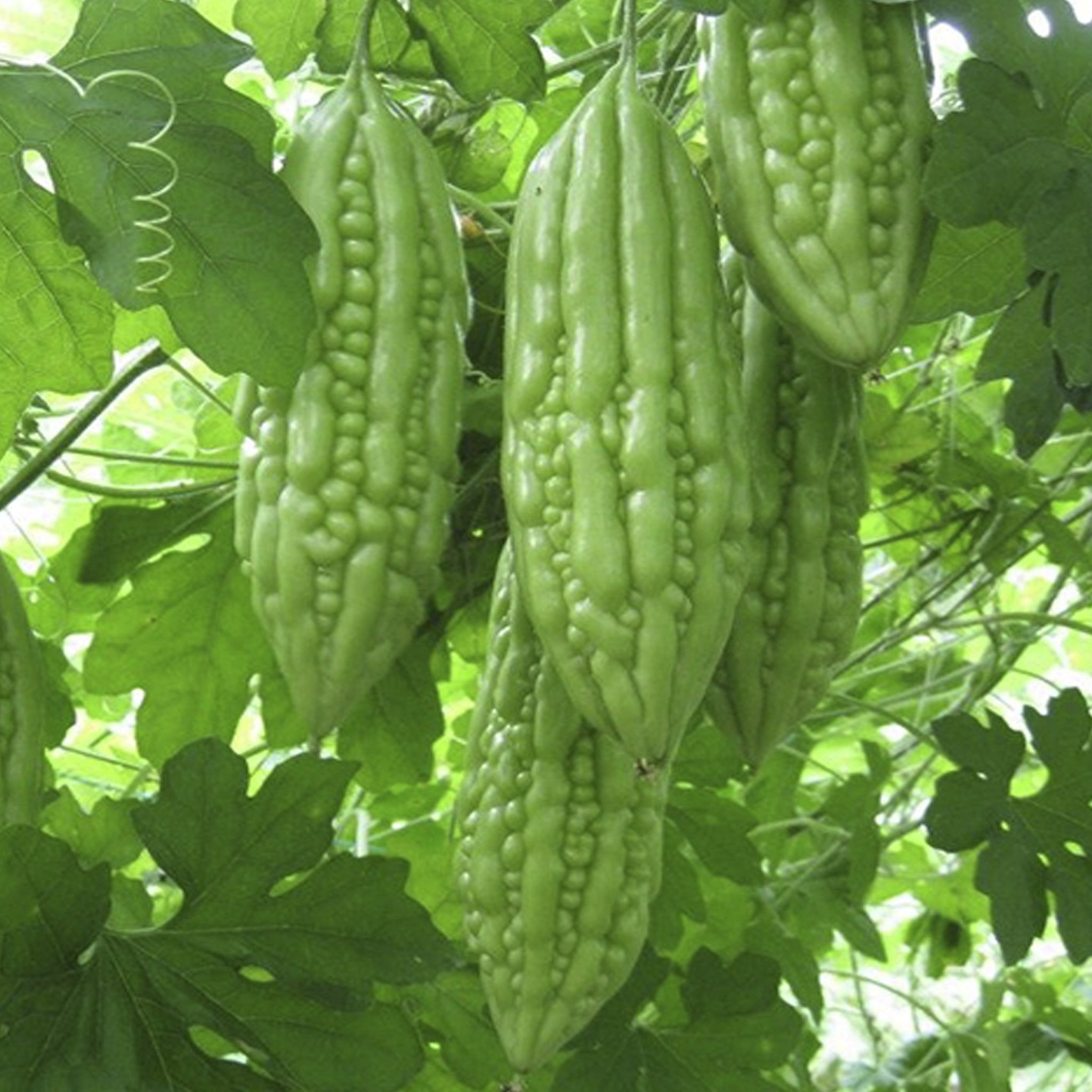 Paval Seeds ( Priya ) | Bitter Gourd Seeds - Mini's Lifestyle Store- Buy Seeds in India