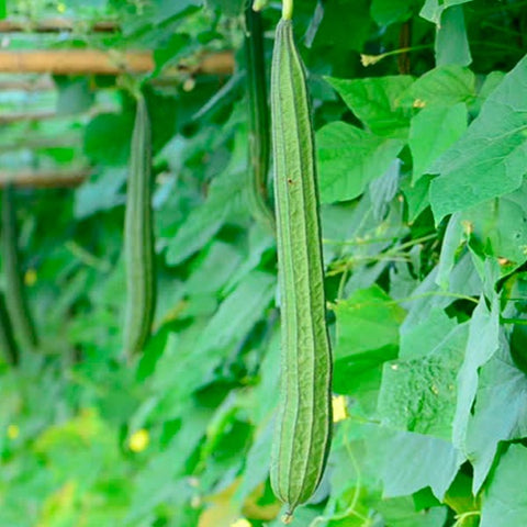 Neelan Peechil Seeds | Ribbed Gourd - Mini's Lifestyle Store- Buy Seeds in India