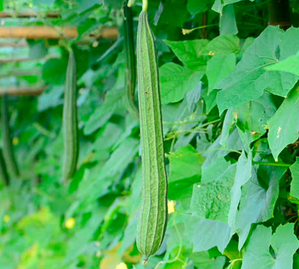 Short Peechil Seeds | Ribbed Gourd - Mini's Lifestyle Store- Buy Seeds in India