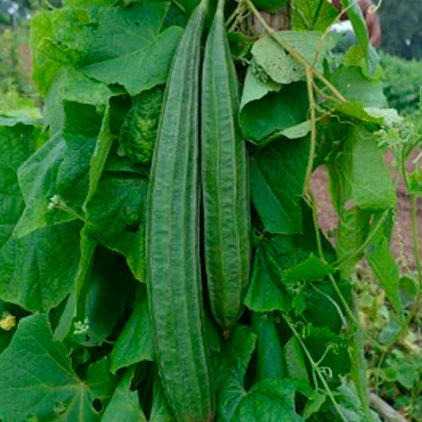 Short Peechil Seeds | Ribbed Gourd - Mini's Lifestyle Store- Buy Seeds in India
