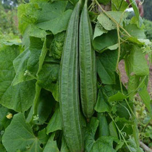 Hybrid Peechil Seeds | Ribbed Gourd - Mini's Lifestyle Store- Buy Seeds in India