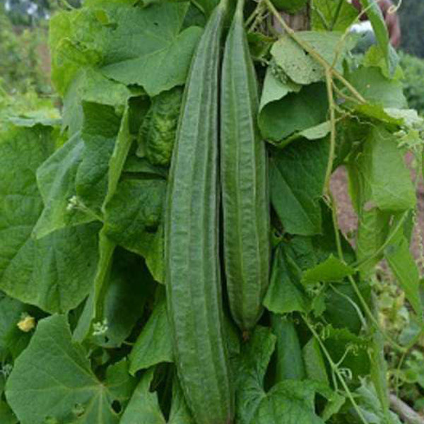 Hybrid Peechil Seeds | Ribbed Gourd - Mini's Lifestyle Store- Buy Seeds in India