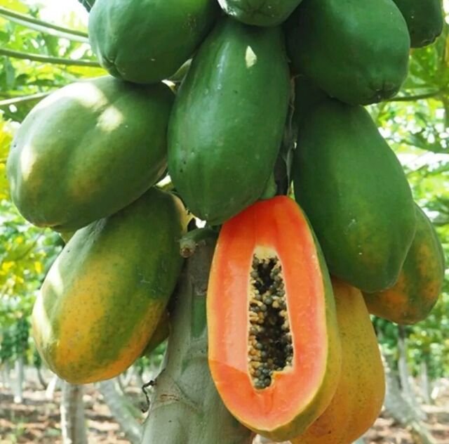 Red Lady Papaya Seeds - Mini's Lifestyle Store- Buy Seeds in India