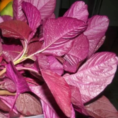 Red Rose Cheera Seeds | Spinach , Amaranthus