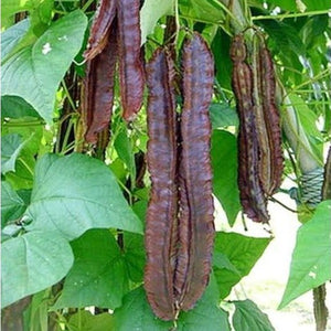 Red Chathurapayar Seeds | Winged Beans - Mini's Lifestyle Store- Buy Seeds in India