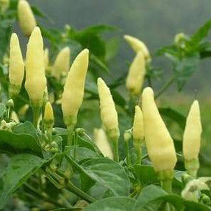 White Kanthari Mulaku Seeds | Bird's eye chilli - Mini's Lifestyle Store- Buy Seeds in India