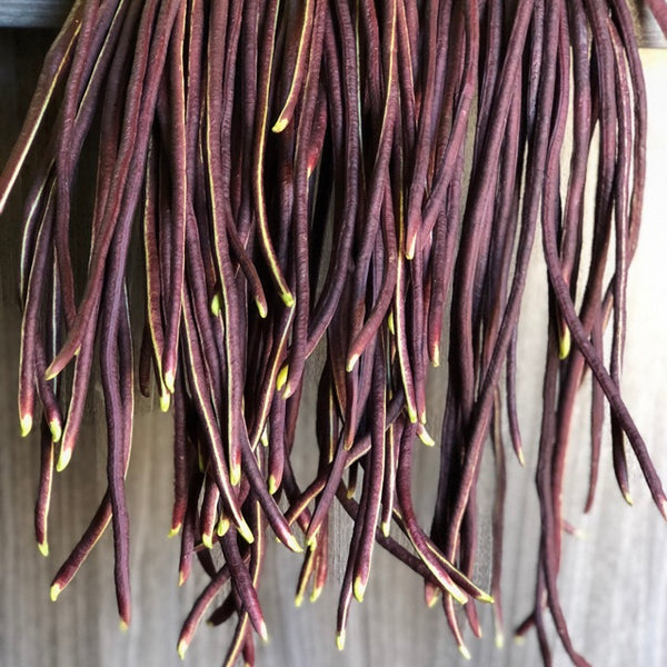 Vijayanti Payar Seeds | Violet Long Beans - Mini's Lifestyle Store- Buy Seeds in India