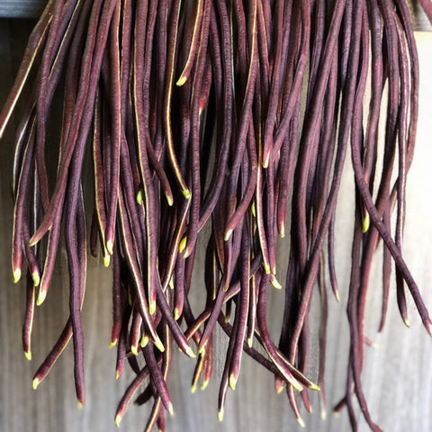 Vijayanti Payar Seeds | Violet Long Beans - Mini's Lifestyle Store- Buy Seeds in India