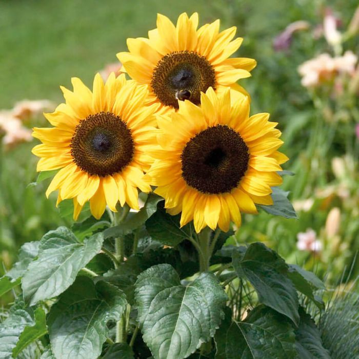flower seeds india Nalu Mani Flowers