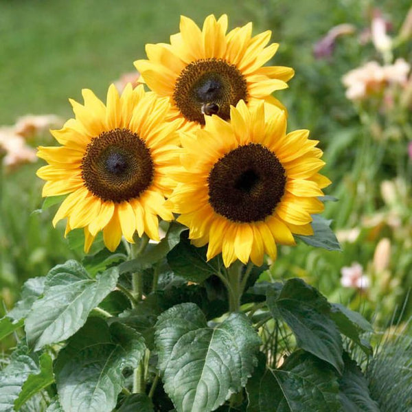 Sun Flowers Seed | Suryakanthi Flower Seeds - Mini's Lifestyle Store- Buy Seeds in India
