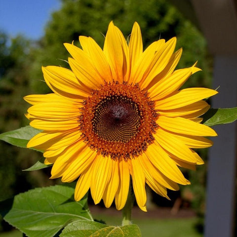 Sun Flowers Seed | Suryakanthi Flower Seeds - Mini's Lifestyle Store- Buy Seeds in India