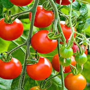 Hybrid Tomato Seeds - Mini's Lifestyle Store- Buy Seeds in India