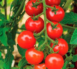 Tomato Seeds - Mini's Lifestyle Store- Buy Seeds in India