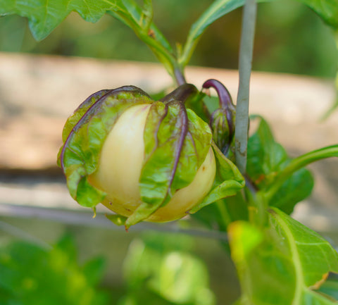 Thakkali Vazhuthana Seed | Tomato Brinjal - Mini's Lifestyle Store- Buy Seeds in India