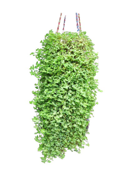 turtle vine plant seeds Syngonium Weindlandii in Small Table Top Pot