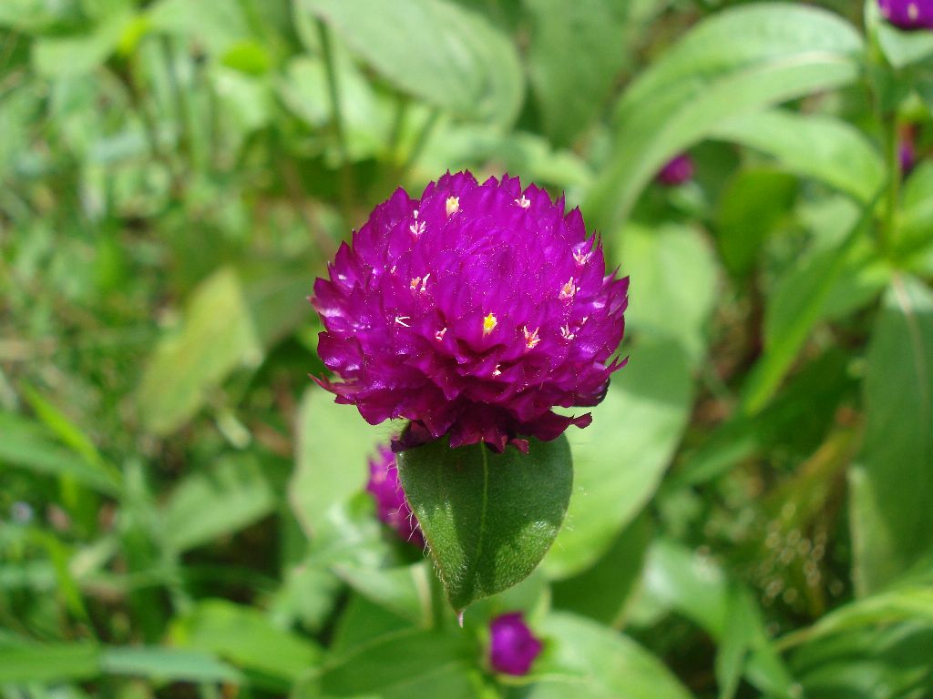 desi flower seeds Vadamulla | Gomphrena Pink