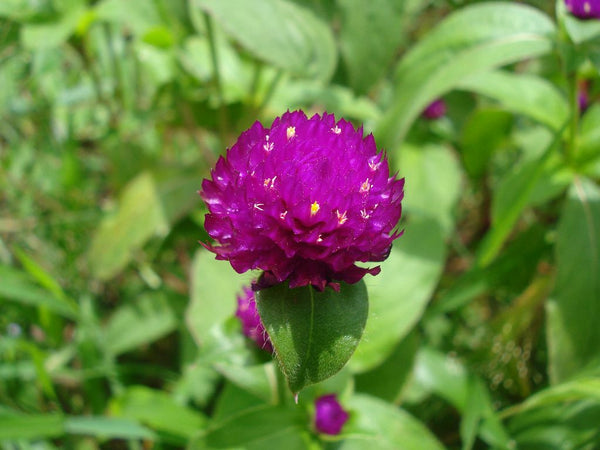 Vadamulla | Gomphrena Purple - Desi Flower Seeds - Mini's Lifestyle Store- Buy Seeds in India