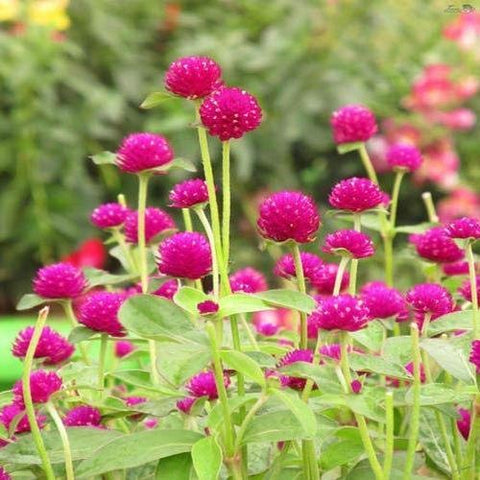 Vadamulla | Gomphrena Purple - Desi Flower Seeds - Mini's Lifestyle Store- Buy Seeds in India
