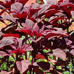 Vaiga Cheera Seeds | Red Spinach , Amaranthus - Mini's Lifestyle Store- Buy Seeds in India