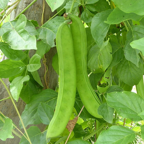 Valari Payar White Seeds | Sword Beans - Mini's Lifestyle Store- Buy Seeds in India