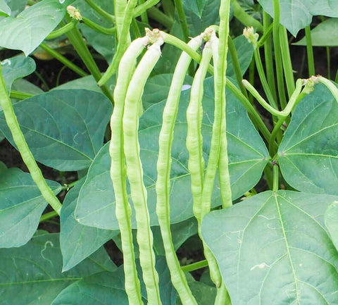 Valli Payar YLB Seeds - Mini's Lifestyle Store- Buy Seeds in India