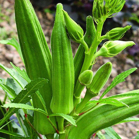 MaraVenda Seeds | Ladies Finger | Okra - Mini's Lifestyle Store- Buy Seeds in India