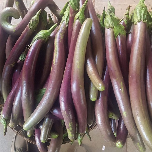 plant brinjal seeds Green Long vazhuthana Seed| Minis Lifestyle Hub – Mini's Lifestyle Store