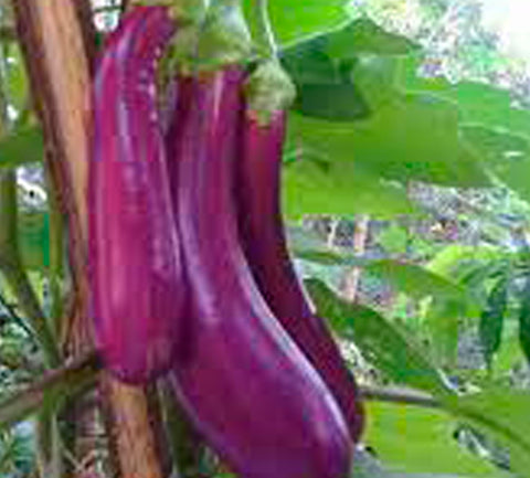 Violet Kula Vazhuthana Seeds | Brinjal - Mini's Lifestyle Store- Buy Seeds in India