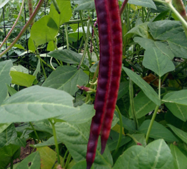 Vijayanti Payar Seeds | Violet Long Beans - Mini's Lifestyle Store- Buy Seeds in India