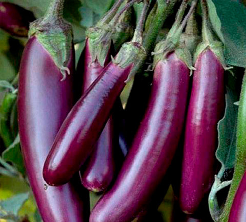 Violet Long Vazhuthana Seed | Brinjal - Mini's Lifestyle Store- Buy Seeds in India
